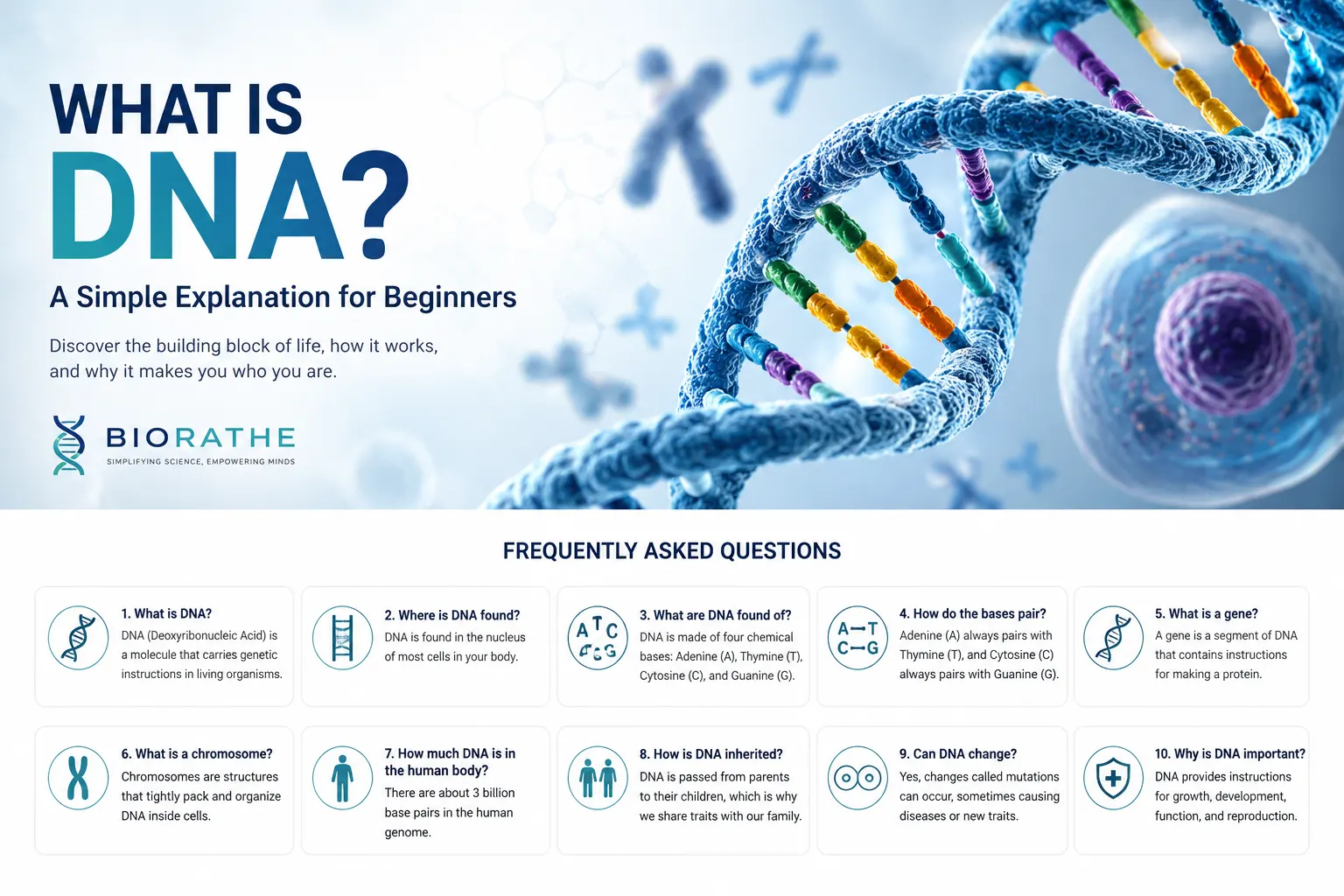 DNA Nedir? Yeni Başlayanlar İçin Basit Bir Açıklama görseli