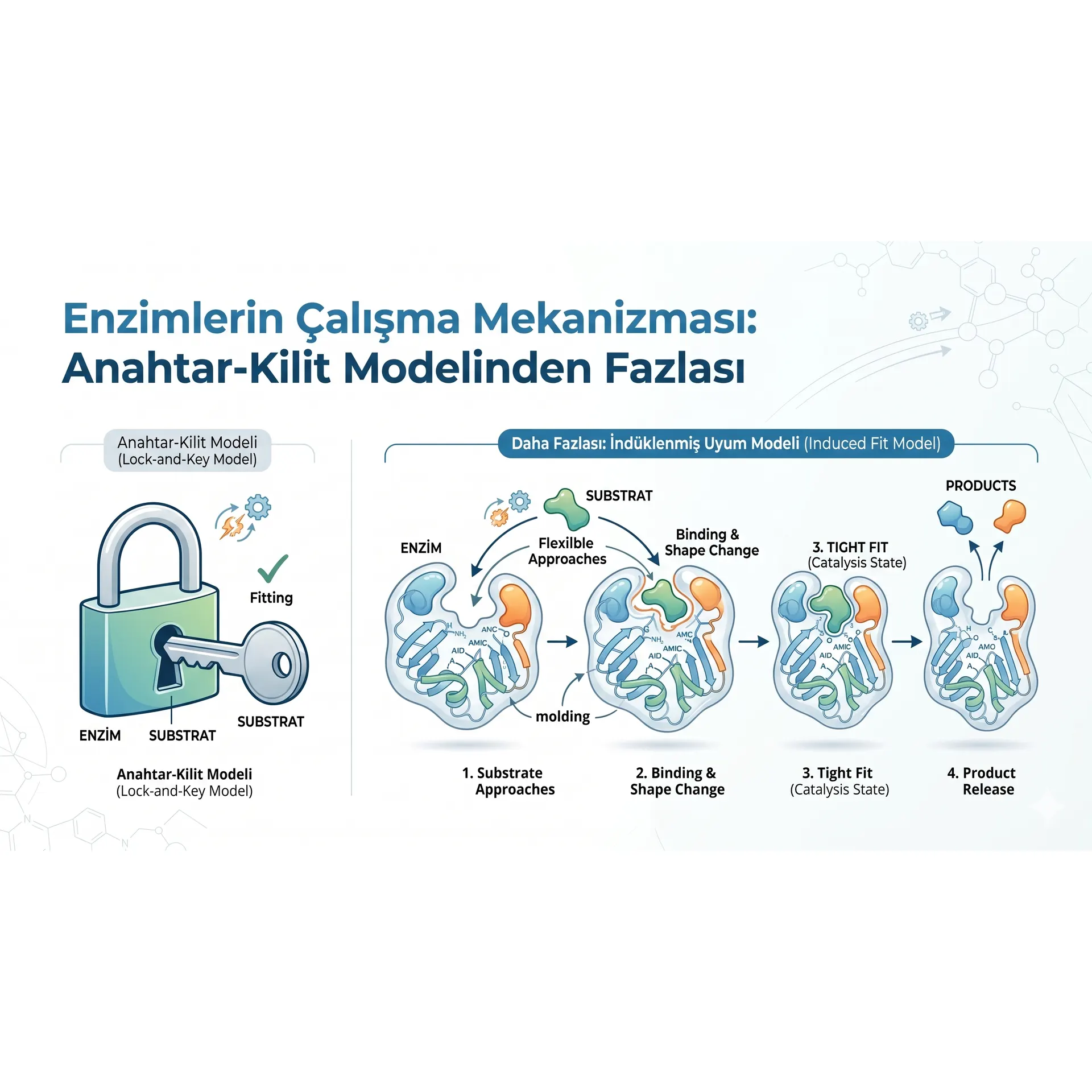Enzimlerin Çalışma Mekanizması: Anahtar-Kilit Modelinden Fazlası kapak görseli