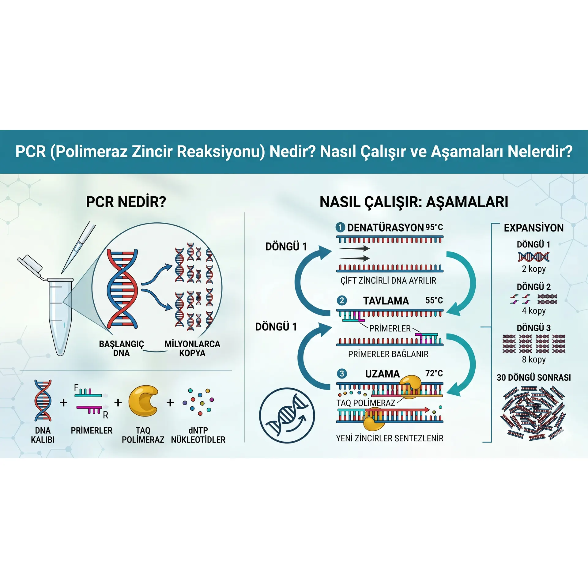 PCR (Polimeraz Zincir Reaksiyonu) Nedir? Nasıl Çalışır ve Aşamaları Nelerdir? kapak görseli