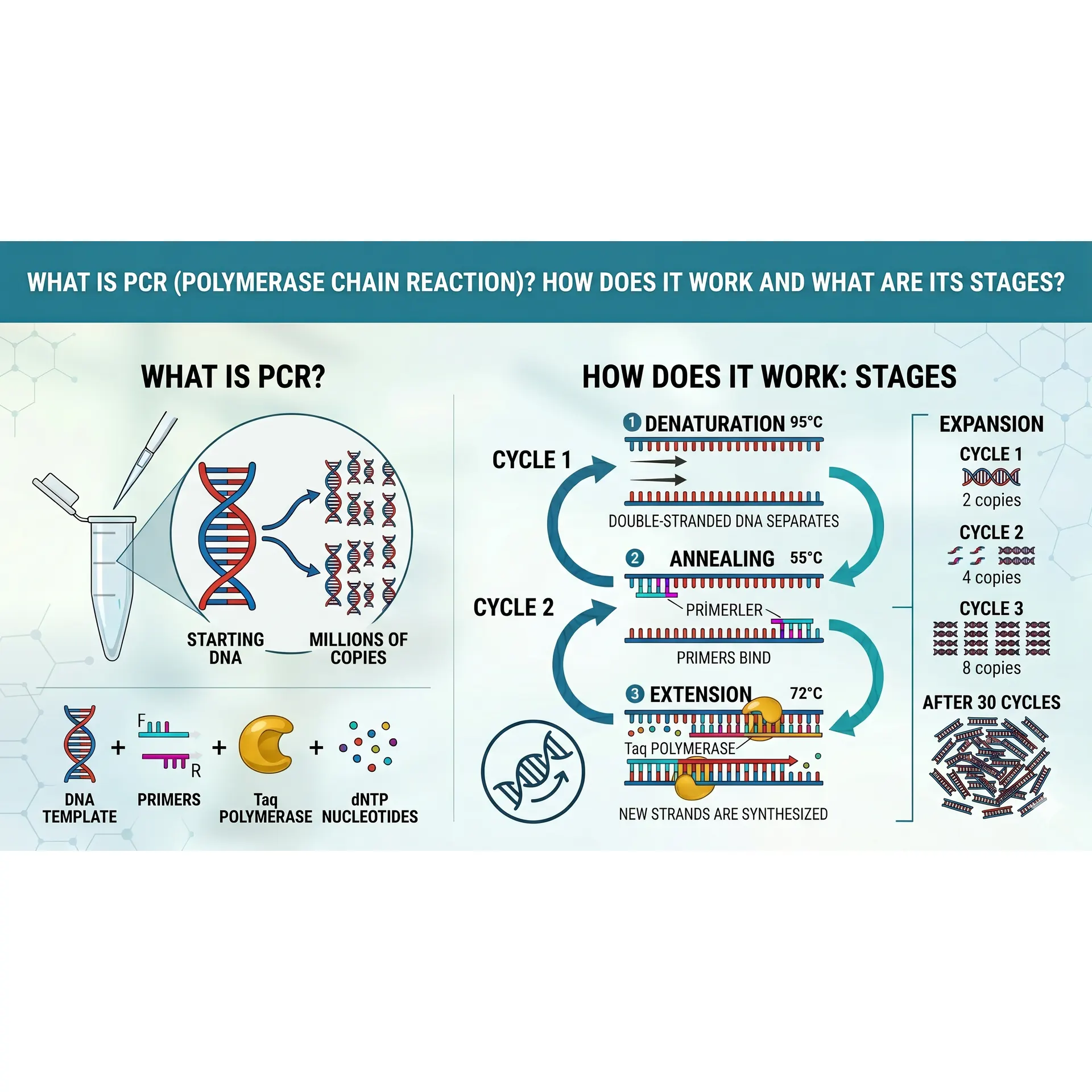 PCR (Polymerase Chain Reaction): What Is It, How Does It Work, and What Are Its Stages?
